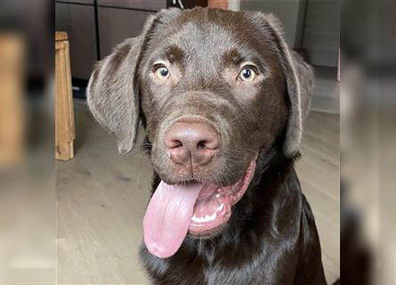 Herzenslieber junger brauner chocolate Labrador Retriever Rüde sucht ein Zuhause