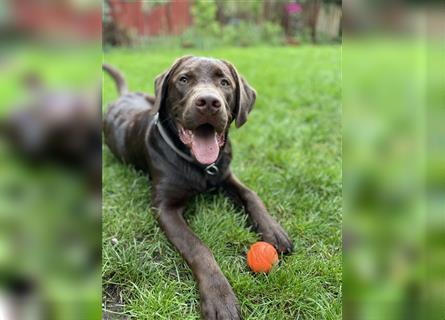 Herzenslieber junger brauner chocolate Labrador Retriever Rüde sucht ein Zuhause