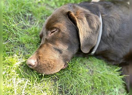 Herzenslieber junger brauner chocolate Labrador Retriever Rüde sucht ein Zuhause