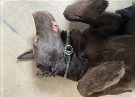 Herzenslieber junger brauner chocolate Labrador Retriever Rüde sucht ein Zuhause