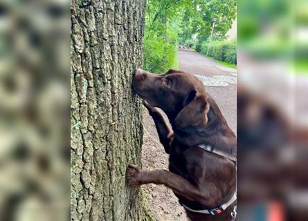 Herzenslieber junger brauner chocolate Labrador Retriever Rüde sucht ein Zuhause