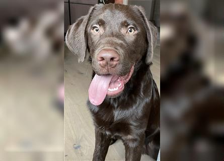 Herzenslieber junger brauner chocolate Labrador Retriever Rüde sucht ein Zuhause