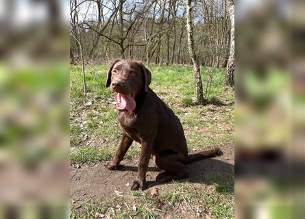 Herzenslieber junger brauner chocolate Labrador Retriever Rüde sucht ein Zuhause