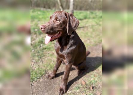 Herzenslieber junger brauner chocolate Labrador Retriever Rüde sucht ein Zuhause