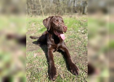 Herzenslieber junger brauner chocolate Labrador Retriever Rüde sucht ein Zuhause