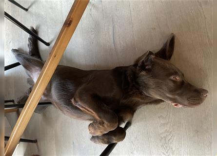 Herzenslieber junger brauner chocolate Labrador Retriever Rüde sucht ein Zuhause