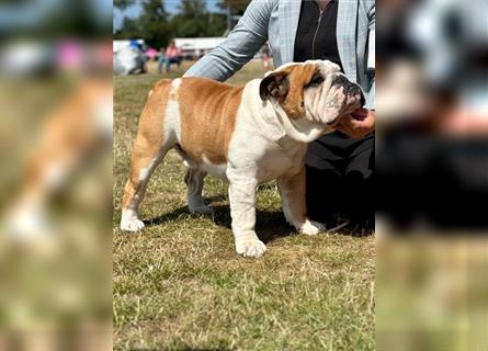 Englische Bulldoggenwelpen verfügbar in der Hauszucht "Von Teodor" FCI!