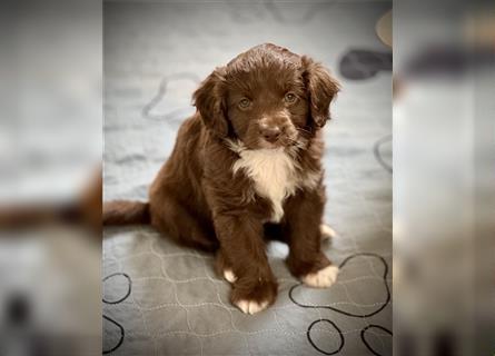 Aussiedoodle Welpen, Australian Shepherd x Kleinpudel