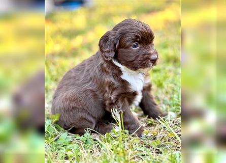 Aussiedoodle Welpen, Australian Shepherd x Kleinpudel