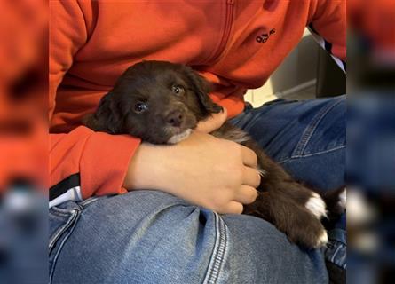 Aussiedoodle Welpen, Australian Shepherd x Kleinpudel