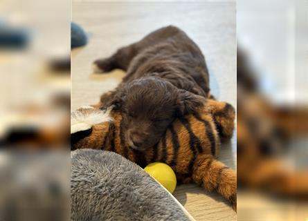 Aussiedoodle Welpen, Australian Shepherd x Kleinpudel