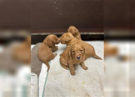 Labradoodle Welpen F1 in foxred/apricot