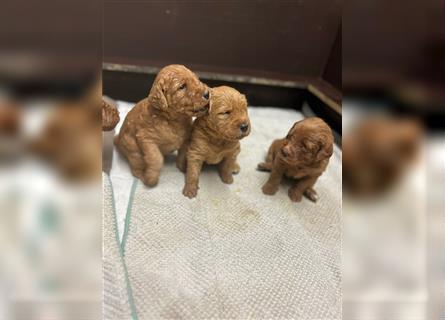 Labradoodle Welpen F1 in foxred/apricot