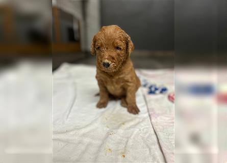 Labradoodle Welpen F1 in foxred/apricot