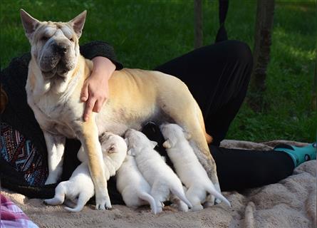 wunderschöne Shar Pei x Labrador Mix Welpen suchen Traumzuhause