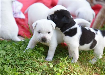 wunderschöne Shar Pei x Labrador Mix Welpen suchen Traumzuhause