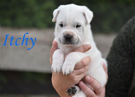 wunderschöne Shar Pei x Labrador Mix Welpen suchen Traumzuhause