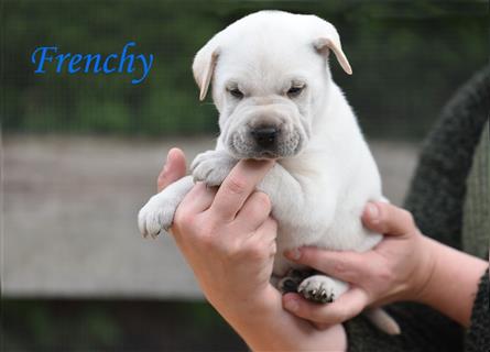 wunderschöne Shar Pei x Labrador Mix Welpen suchen Traumzuhause