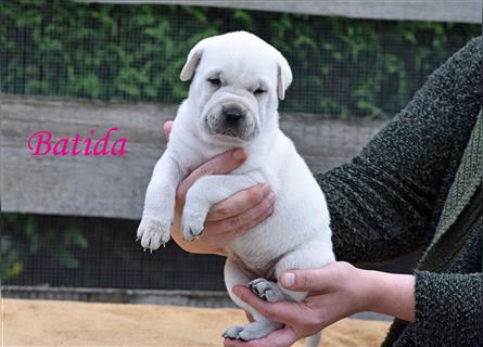 wunderschöne Shar Pei x Labrador Mix Welpen suchen Traumzuhause