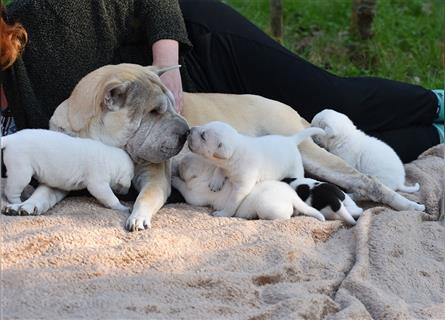 wunderschöne Shar Pei x Labrador Mix Welpen suchen Traumzuhause