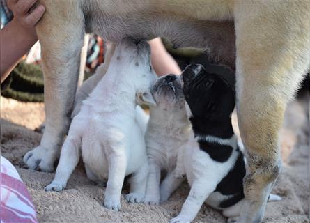 wunderschöne Shar Pei x Labrador Mix Welpen suchen Traumzuhause