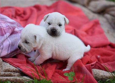 wunderschöne Shar Pei x Labrador Mix Welpen suchen Traumzuhause