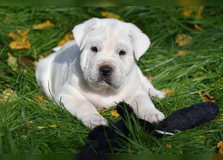 Shar-Pei x Labrador Mix Welpe Itchy stellt sich vor......