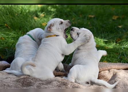 Shar-Pei x Labrador Mix Welpe Itchy stellt sich vor......