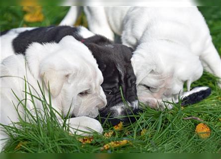 Shar-Pei x Labrador Mix Welpe Itchy stellt sich vor......