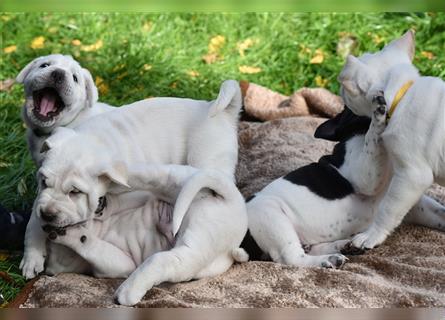 Shar-Pei x Labrador Mix Welpe Itchy stellt sich vor......