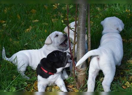 Shar-Pei x Labrador Mix Welpe Itchy stellt sich vor......