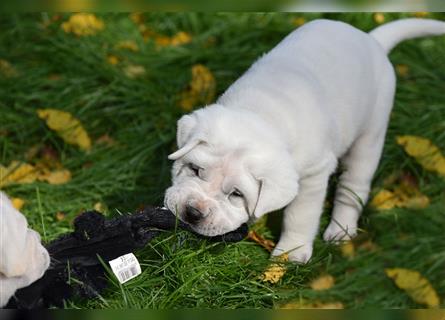 Shar-Pei x Labrador Mix Welpe Itchy stellt sich vor......