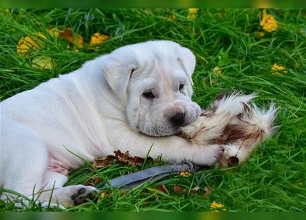 Shar-Pei x Labrador Mix Welpe Itchy stellt sich vor......