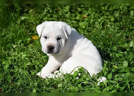 Shar-Pei x Labrador Mix Welpe Itchy stellt sich vor......