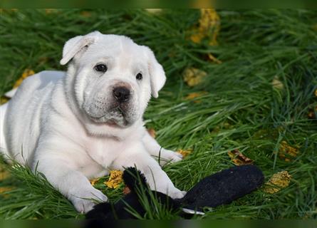 Shar-Pei x Labrador Mix Welpe Itchy stellt sich vor......