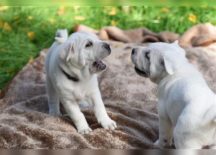 Shar-Pei x Labrador Mix Welpe Itchy stellt sich vor......