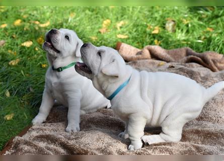 Shar-Pei x Labrador Mix Welpe Itchy stellt sich vor......