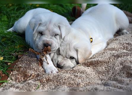 Shar-Pei x Labrador Mix Welpe Itchy stellt sich vor......