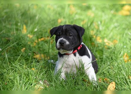 Shar-Pei x Labrador Mix Welpe Panco stellt sich vor......