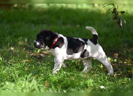 Shar-Pei x Labrador Mix Welpe Panco stellt sich vor......