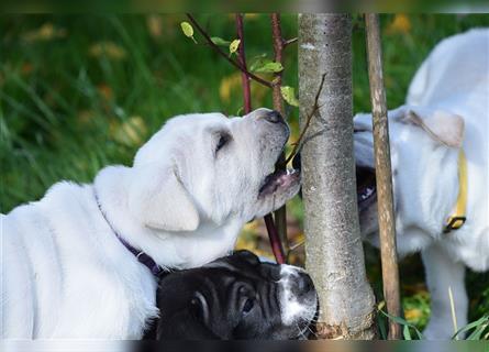 Shar-Pei x Labrador Mix Welpe Panco stellt sich vor......