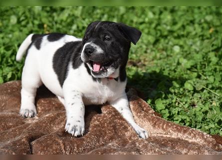 Shar-Pei x Labrador Mix Welpe Panco stellt sich vor......