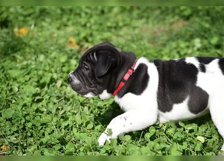 Shar-Pei x Labrador Mix Welpe Panco stellt sich vor......