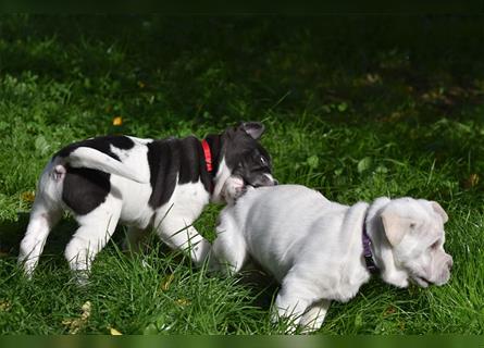 Shar-Pei x Labrador Mix Welpe Panco stellt sich vor......