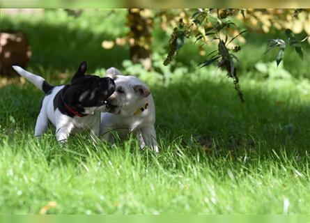 Shar-Pei x Labrador Mix Welpe Panco stellt sich vor......