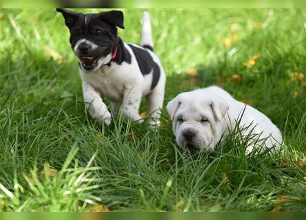 Shar-Pei x Labrador Mix Welpe Panco stellt sich vor......