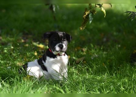 Shar-Pei x Labrador Mix Welpe Panco stellt sich vor......