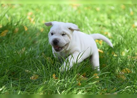 Shar-Pei x Labrador Mix Welpe Knut stellt sich vor......