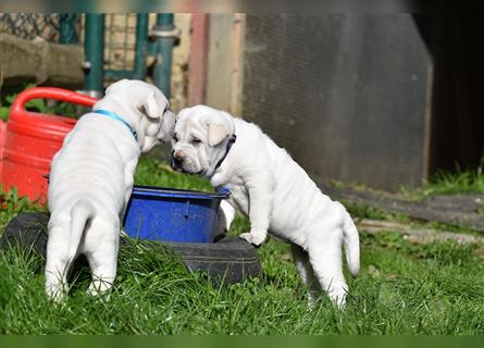 Shar-Pei x Labrador Mix Welpe Knut stellt sich vor......