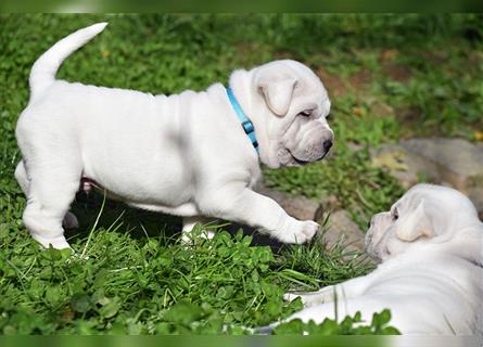 Shar-Pei x Labrador Mix Welpe Knut stellt sich vor......